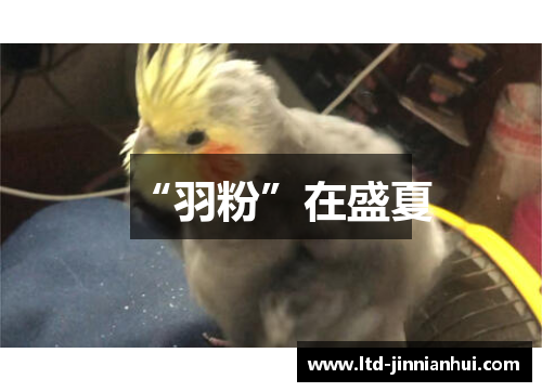 “羽粉”在盛夏 “羽粉”在盛夏